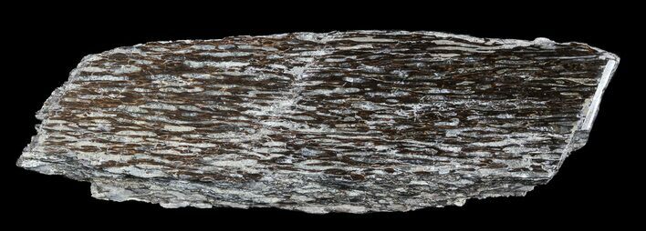 Polished Pliosaur (Liopleurodon) Bone - England #53428